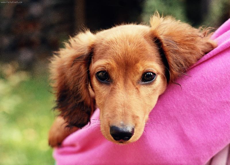 Foto: Portr�t �t�n�te