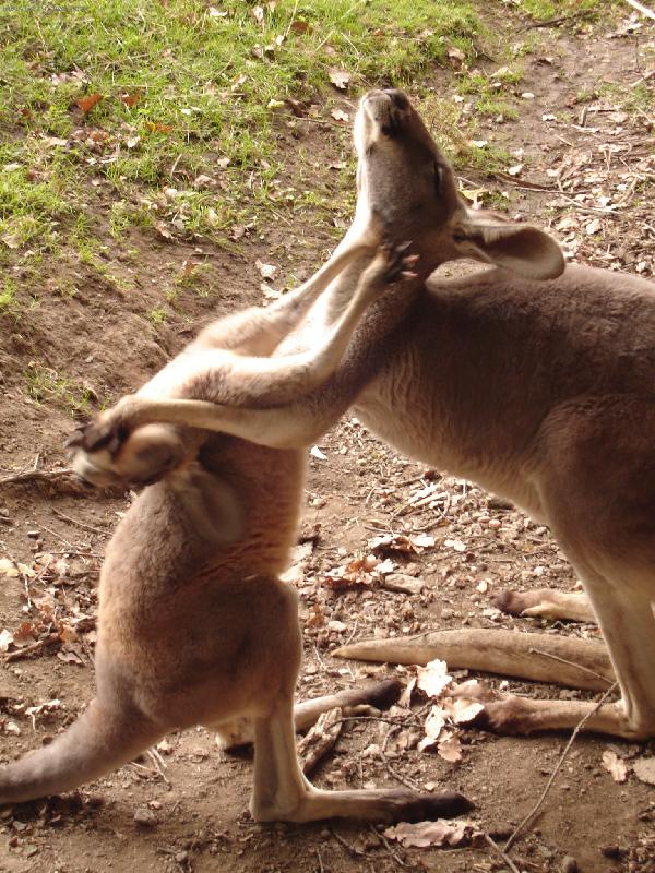 Foto: obj�maj�c� se klok�nci...-Plze�sk� zoo