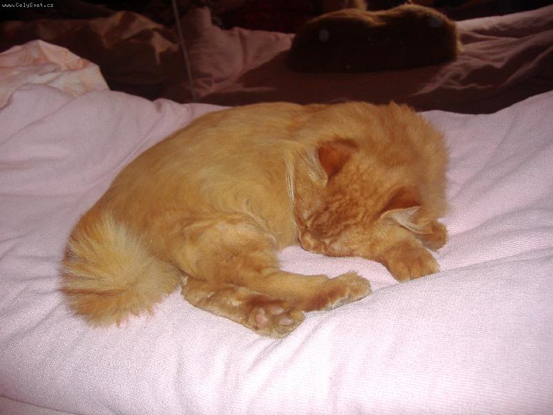 Foto: N� mil��ek-Na t�to fotce je n� mil��ek,�estikilov� kocourek Zrze�ek