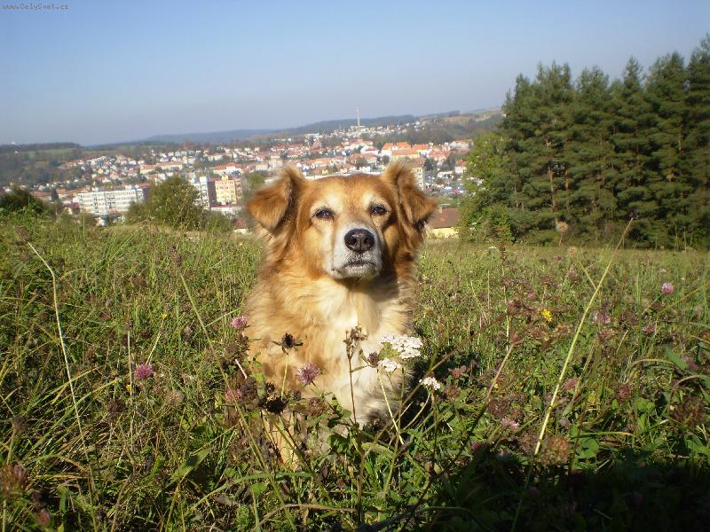 Foto: li��k u T�na nad Vltavou-Plemeno - Jiho�esk� standard