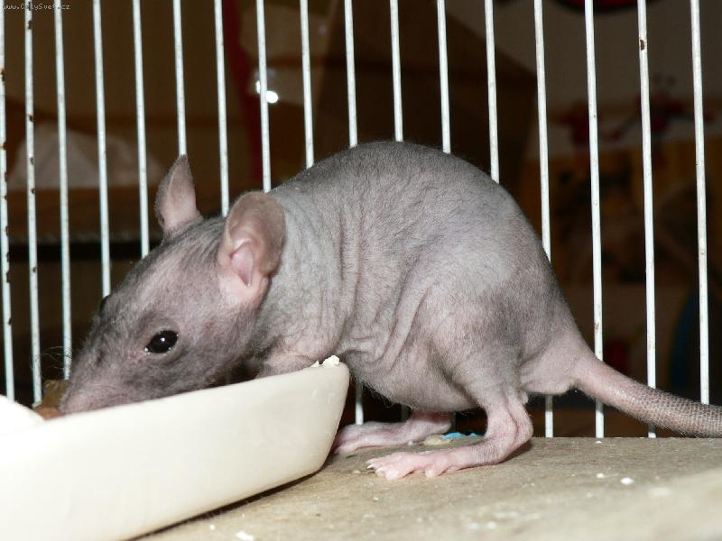 Foto: Potkan� sle�na Fuzzi