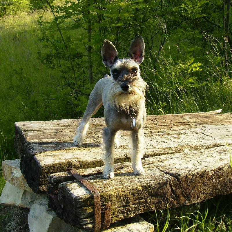 Foto: Strar� pra�h-........