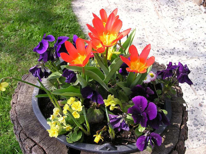 Foto: jaro v naší zahradě