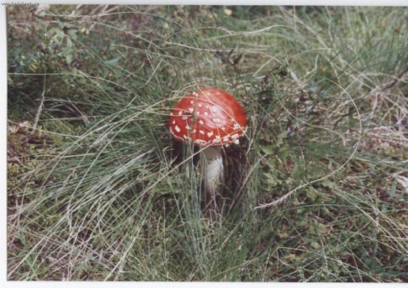 Foto: houba jedla....jen jednou