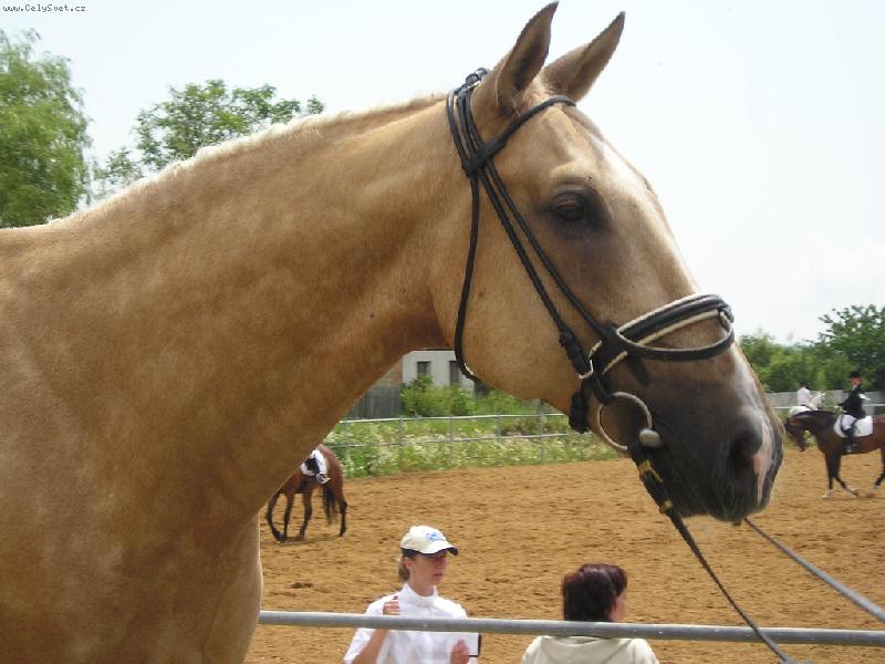 Foto: Henry-foceno za ch�ze kon�ka...