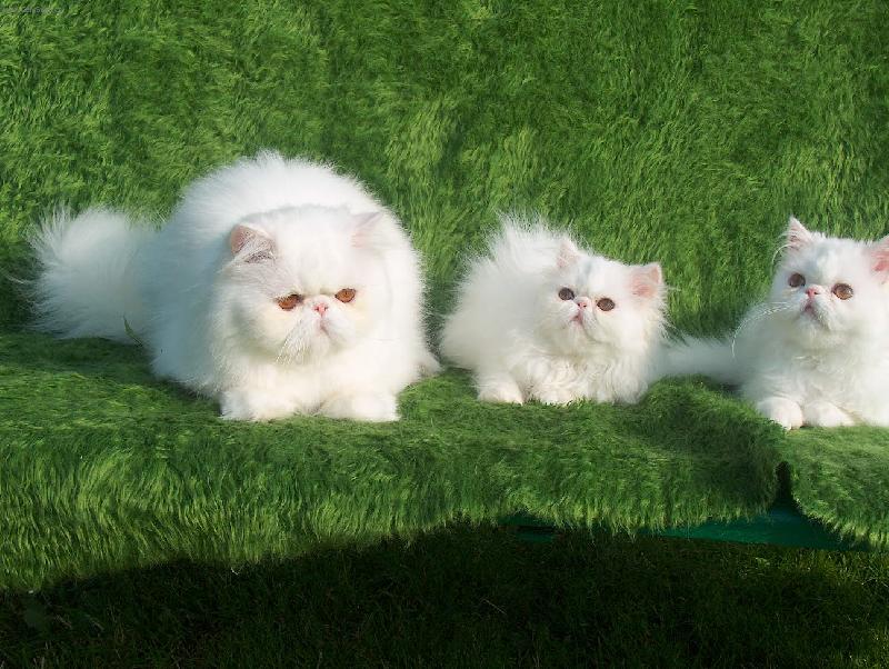 Foto: S bráchou se učíme pózovat-tři bílá koťata