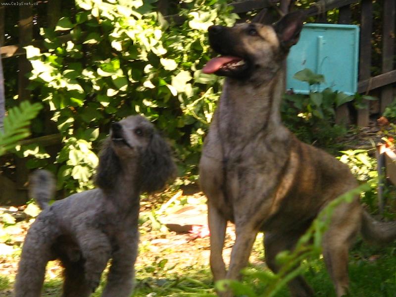 Foto: ...no tak u� ten klac�k ho� !...