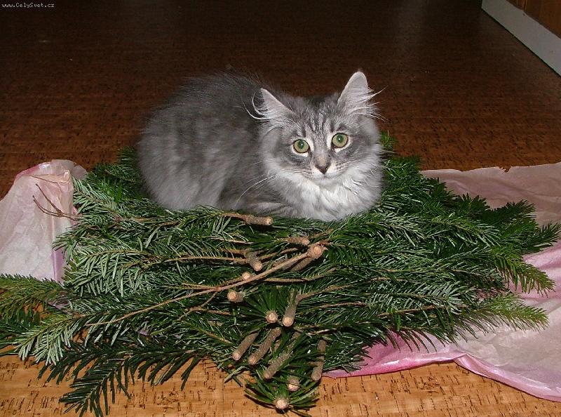 Foto: V�no�n� p��prava