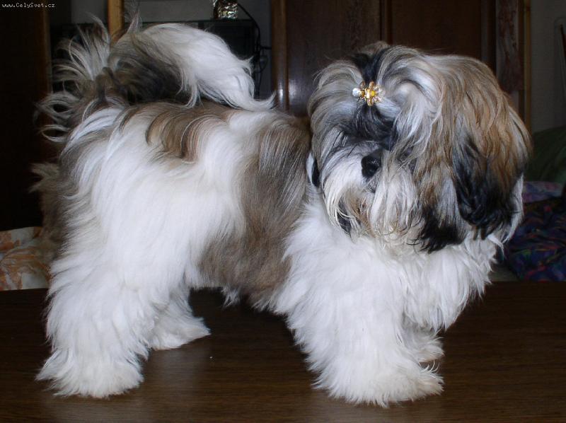 Foto: Shih-tzu-Barunaka
