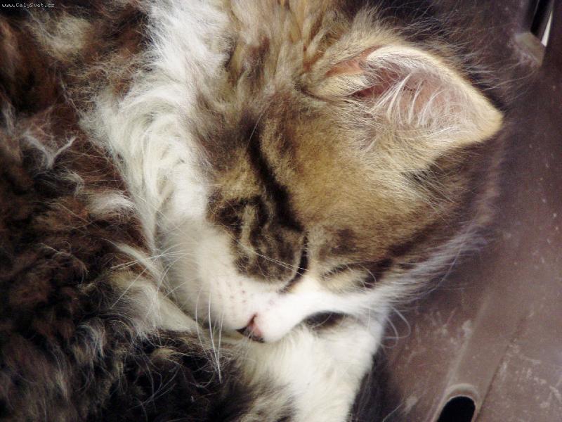 Foto: j� sp���m-moje m�ca