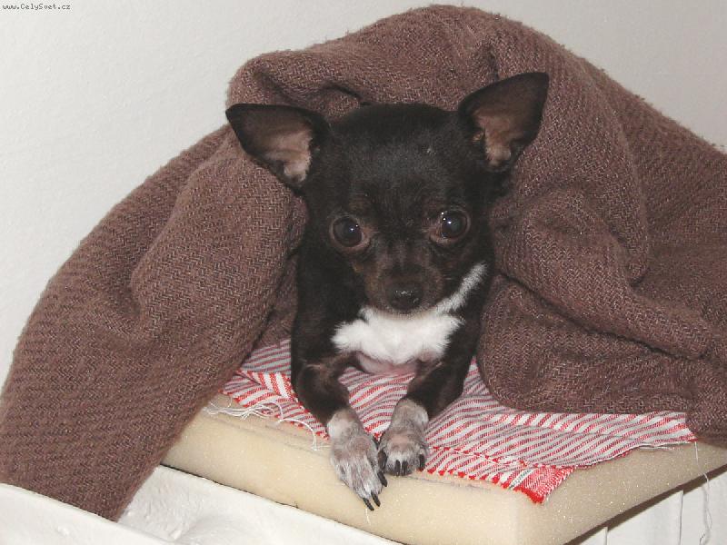 Foto: Jackson-3 ro�n� pes