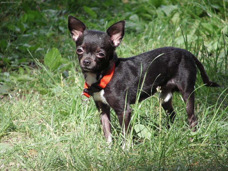 Foto: Jackson-3 ro�n� pes