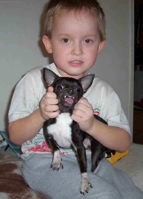 Foto: Jackson-3 ro�n� pes