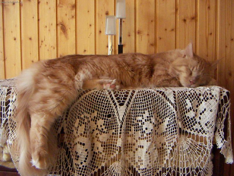 Foto: Baileys, sp�c� monarcha-Kastrovan� kocour Catnoox Baileys*DE p�i sv� nejobl�ben�j�� �ijnnosti