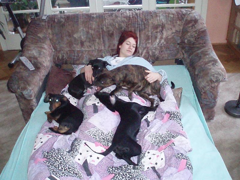 Foto: Na�e rodinka =)-N�� STAFBULL,JEZEV��CI A LABRADOR