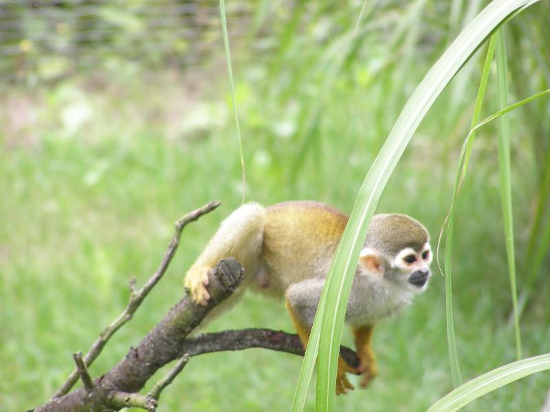 Foto: Opi�ka-Kr�sn�, mil� a zv�dav�