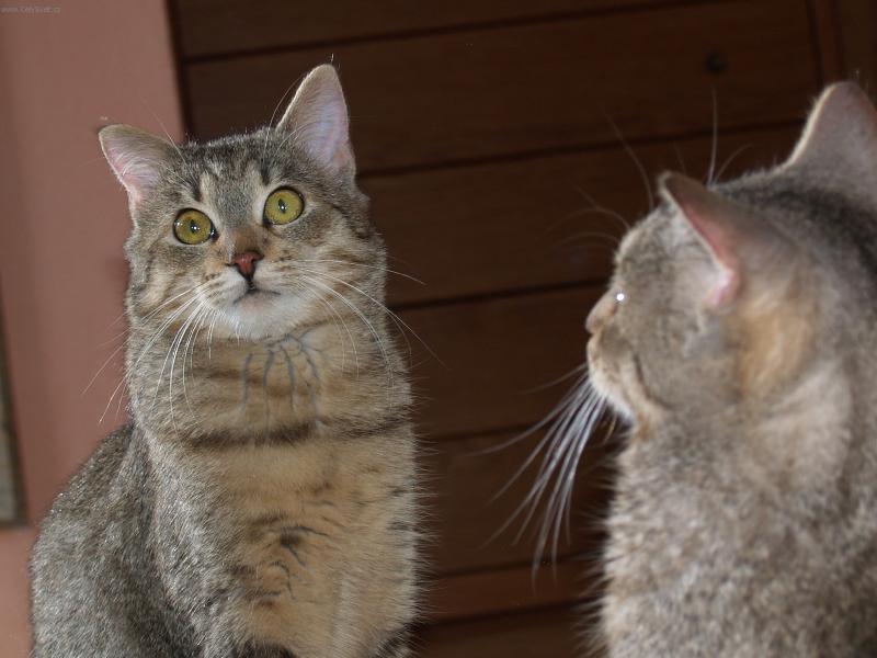 Foto: To jsem ale krasavec !-Kočka sedící před zrcadlem