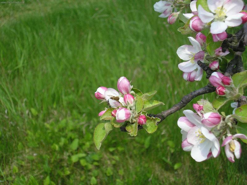 Foto: Jaro-nejkr�sn�j�� obdob�