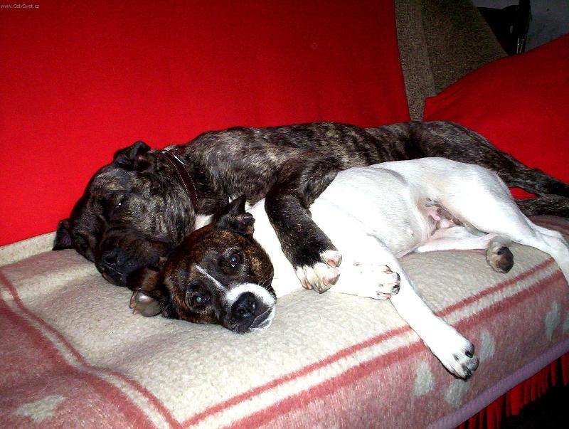 Foto: Bojoví psi-odpočinek