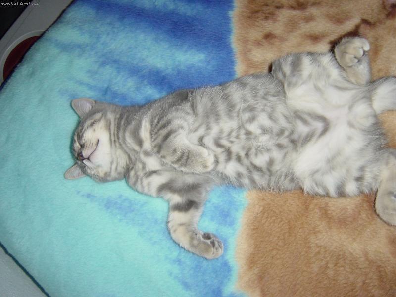 Foto: Pohoda, kl�dek a leh�ro...-Sp�nek si n� kocour u��v�!!!