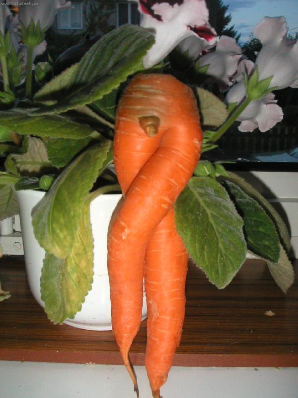 Foto: Mrkev obecn���-..ta by mohla b�t modelkou, nem�m pravdu?