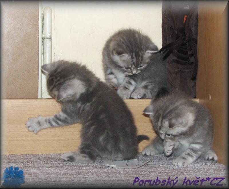 Foto: Ko��tka-kluci:o))