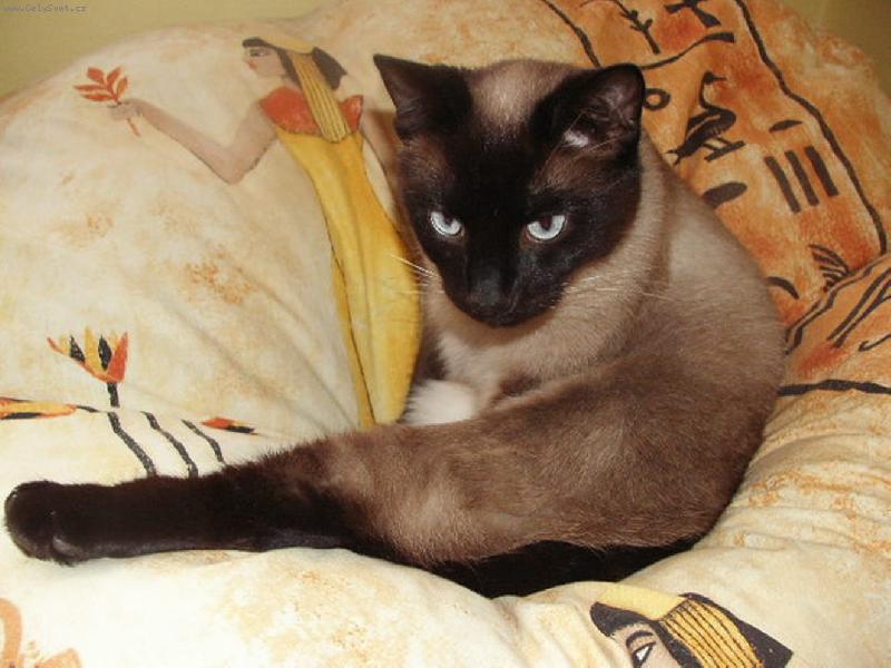 Foto: kral egyptsky....