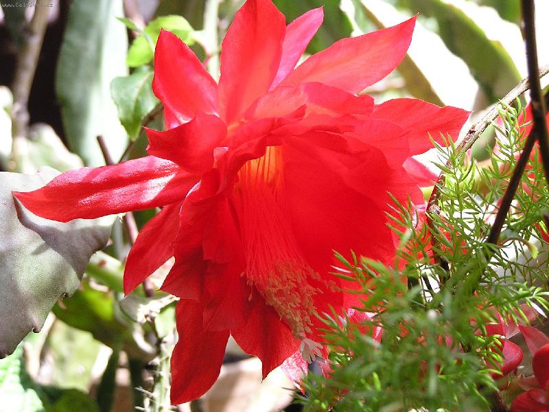 Foto: Phylocactus-jaro 2005