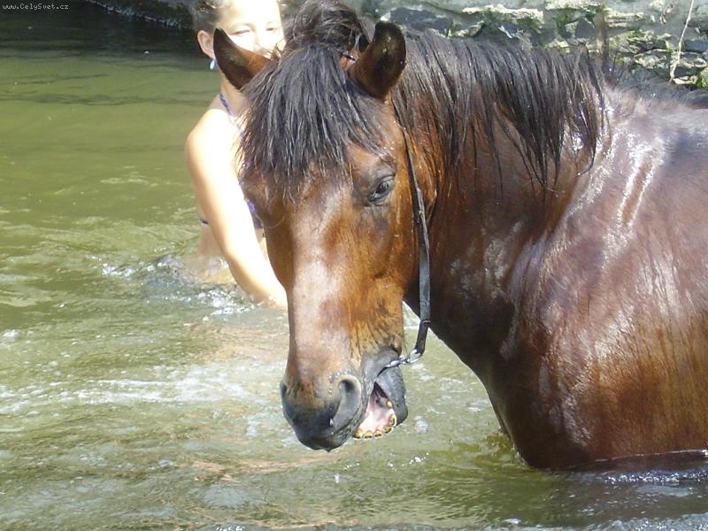 Foto: na�i mil��kov�-to je ale koupel