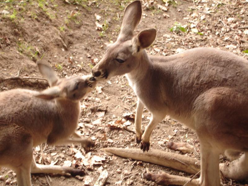 Foto: Pusinkuj�c� se klok�nci-zoo Plze�