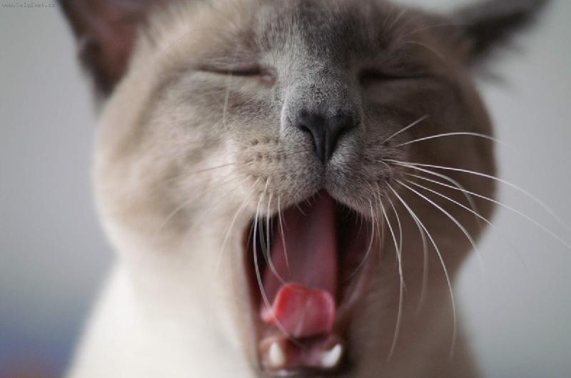 Foto: Chilli-... to focen� je fakt nuda ...