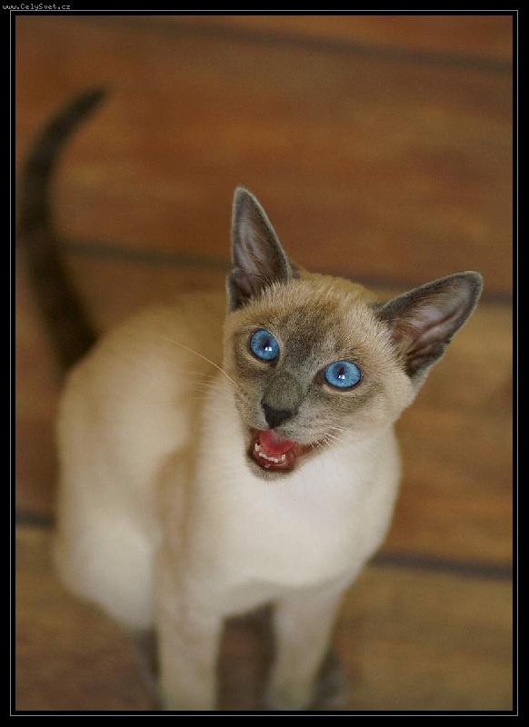 Foto: Chilli-Tak sakra bude m� tady n�kdo poslouchat?