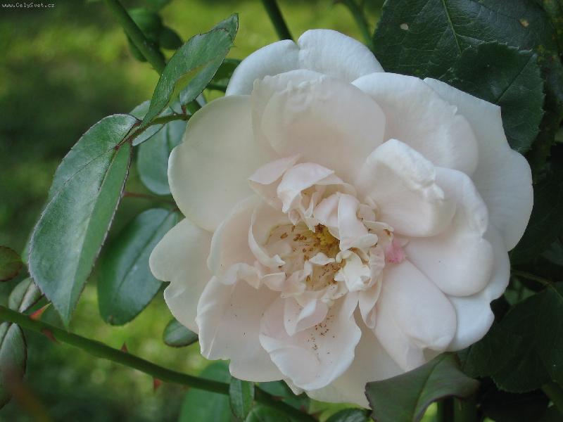 Foto: detail b�l� r��e-z Krom���sk�ch zahrad