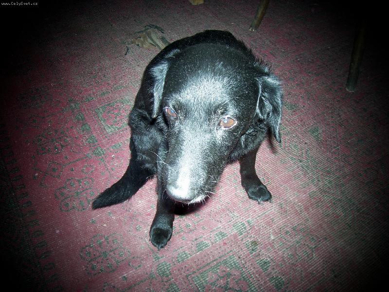 Foto: �ern� and�l-...jako nevi��tko...