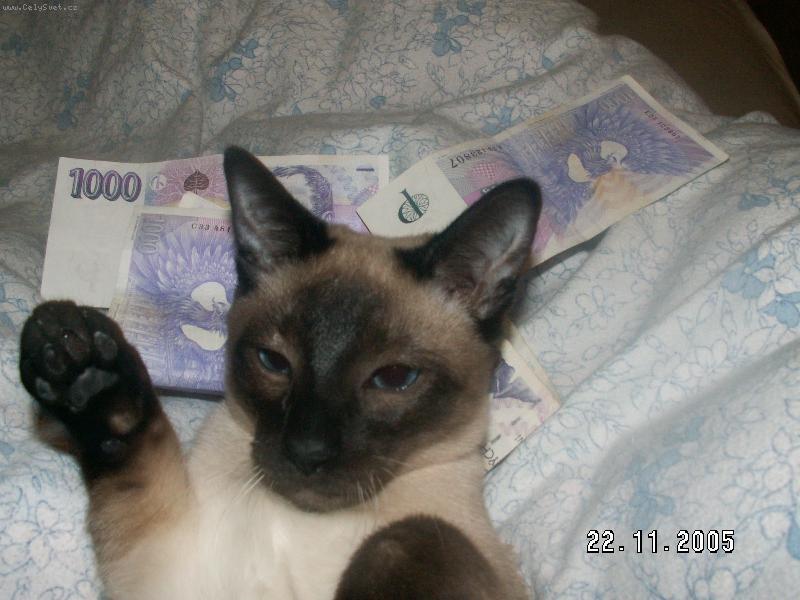 Foto: MICINEK-ko�i�� mafi�n