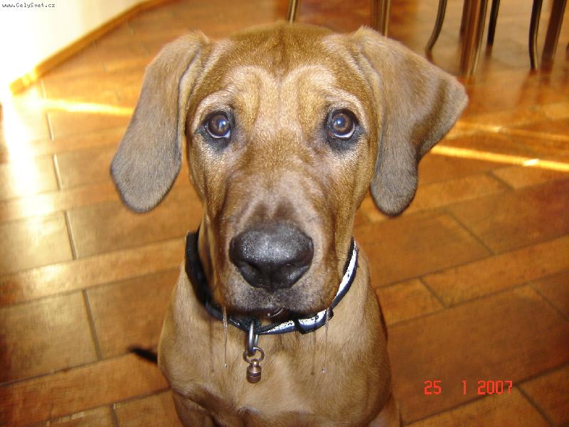 Foto: Toto von�....-Pani�ka va�� a ned�