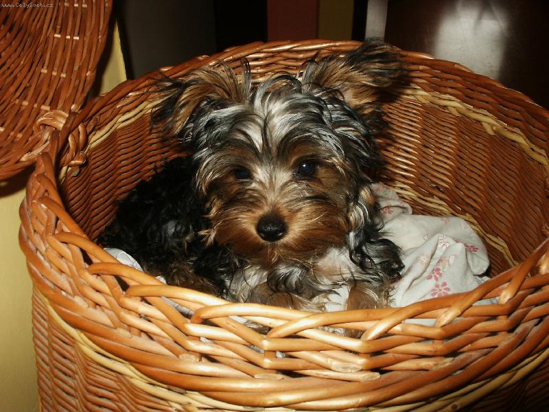 Foto: Pohoda v pr�deln�m ko�i