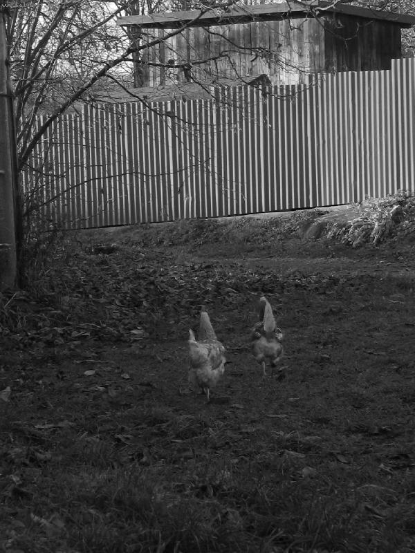 Foto: slepice z vesnice