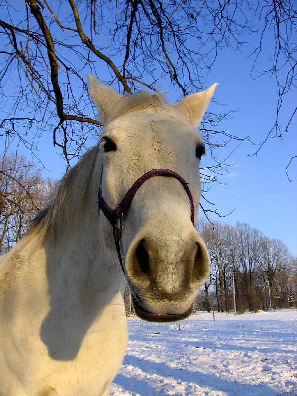 Foto: trochu zv�dav�j��...