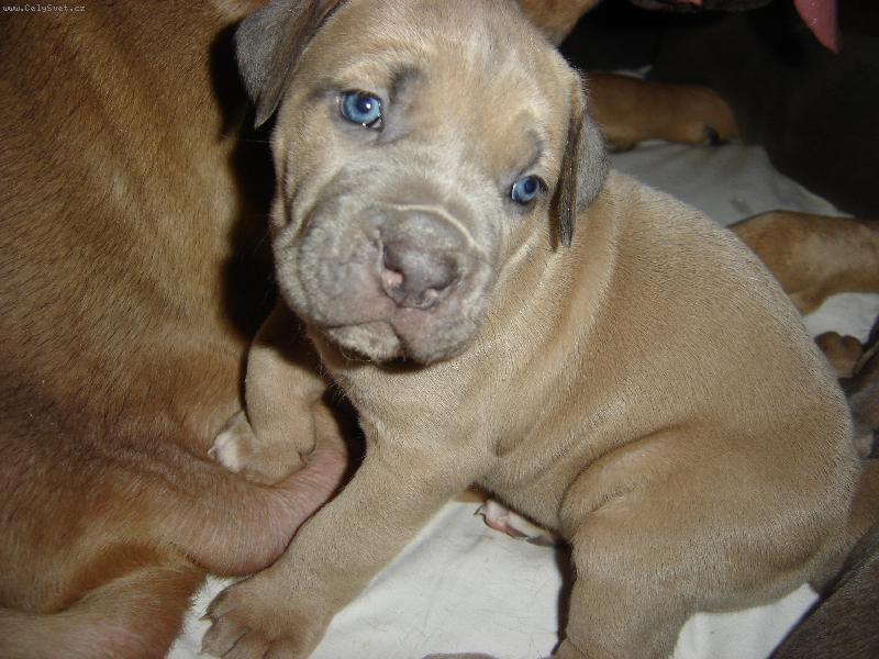 Foto: �t�n�tko cane corso-..pekn� pros�m, smutn� kouk�m...