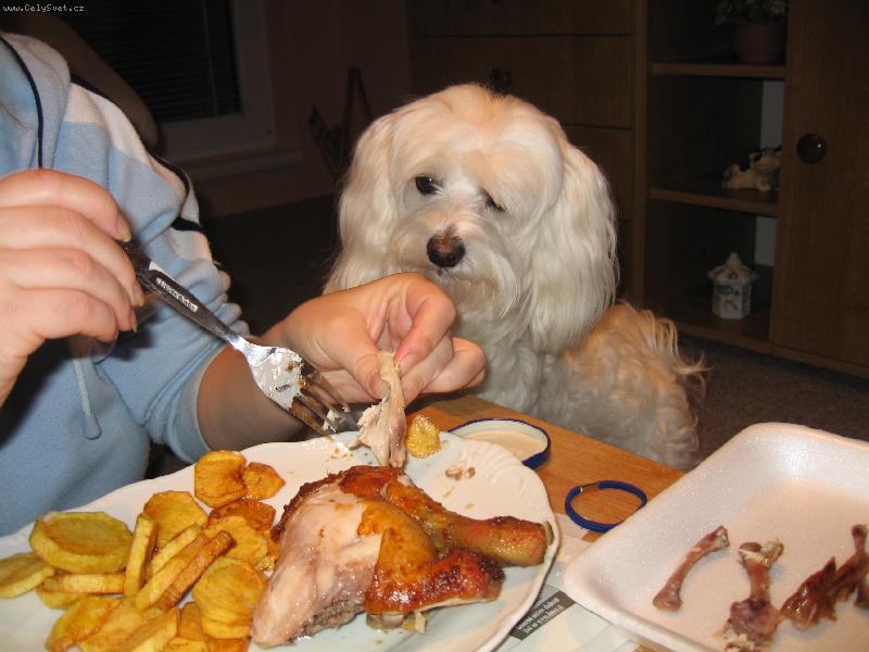 Foto: Ku��tko, to j� r�d!!!