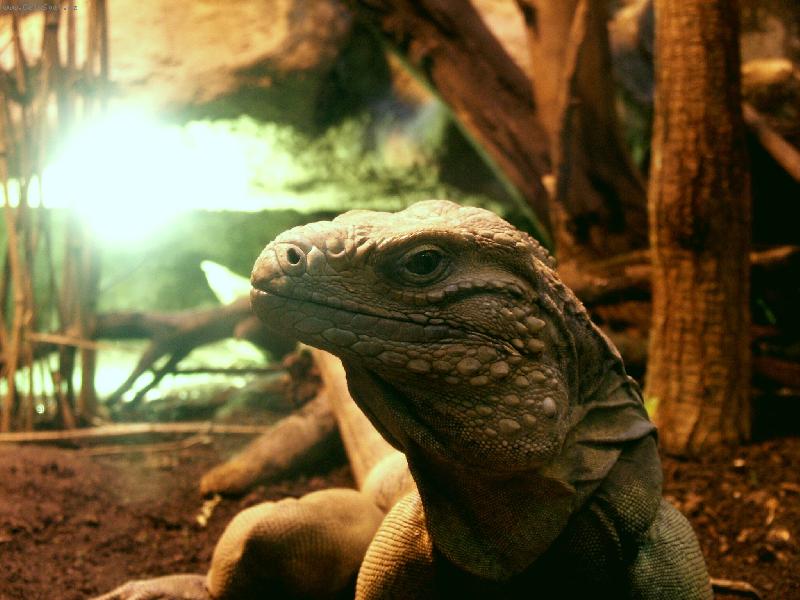 Foto: Legu�n-Zoo Jihlava