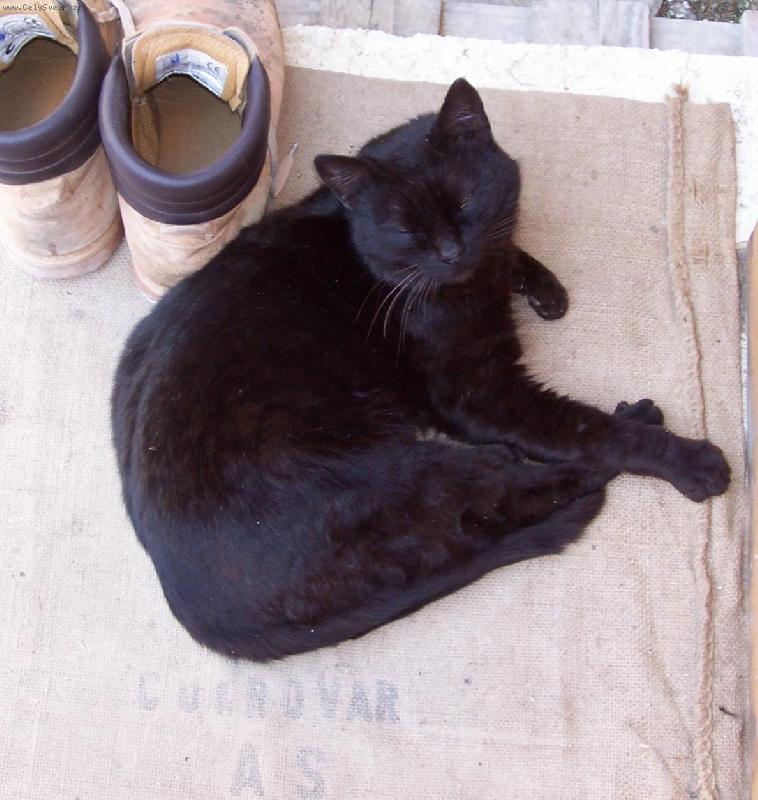 Foto: Fano�ek-N� kocour Fanda