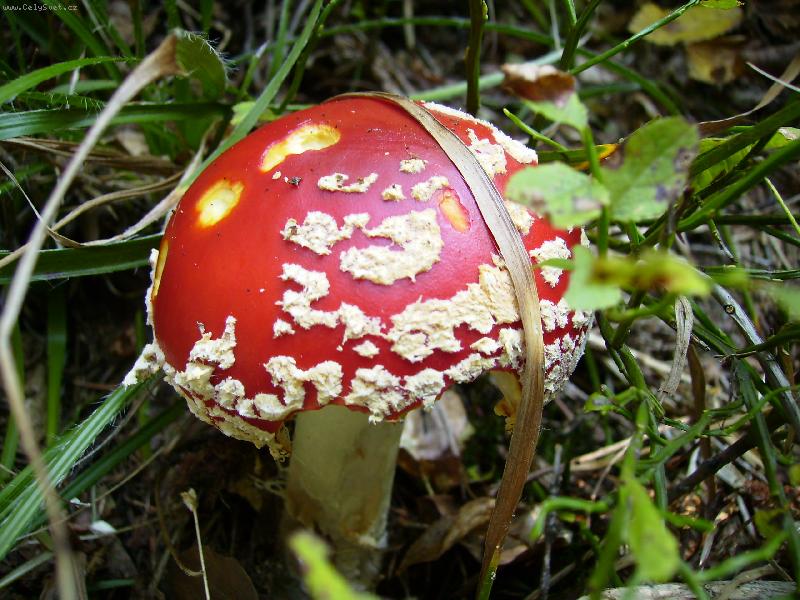 Foto: mochom�rka �erven�