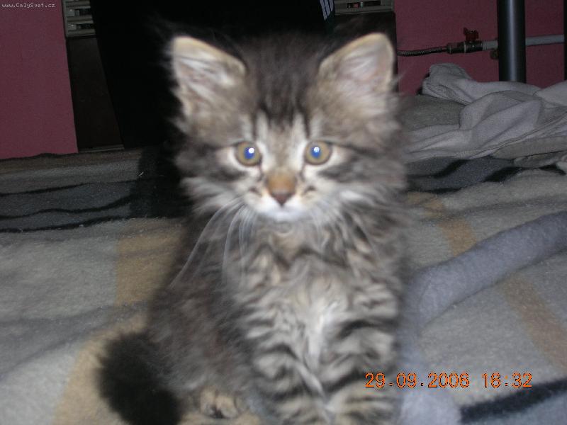 Foto: p��rustek do rodiny