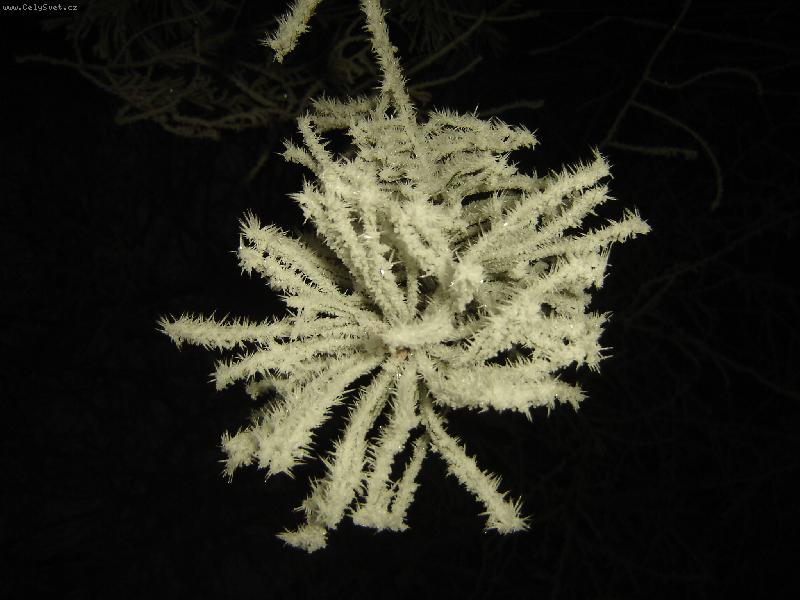 Foto: Zima-Zima kvete