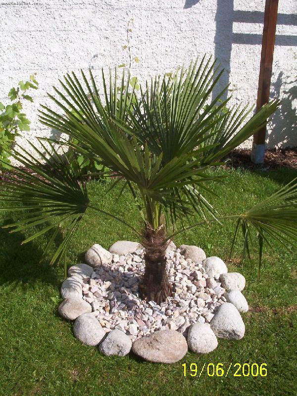 Foto: Trachycarpus fortunei-V na�ich podm�nk�ch mrazuodoln� palma, kter� ud�lal 8 nov�ch list� za minul� l�to. V�ele doporu�uji.