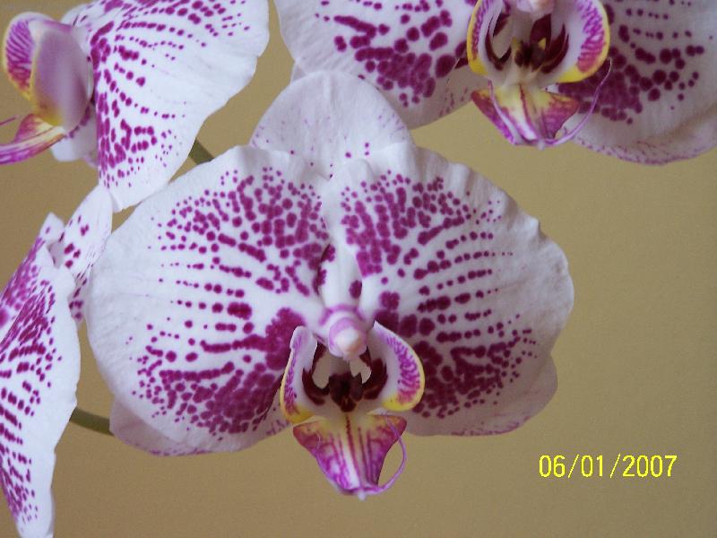Foto: Jako mot�lek :-)-Orchideje, jsou kouzeln�