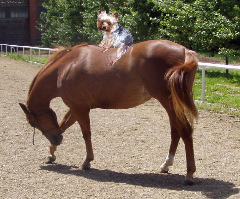 Foto: Jedu-SUPER�OKEJ