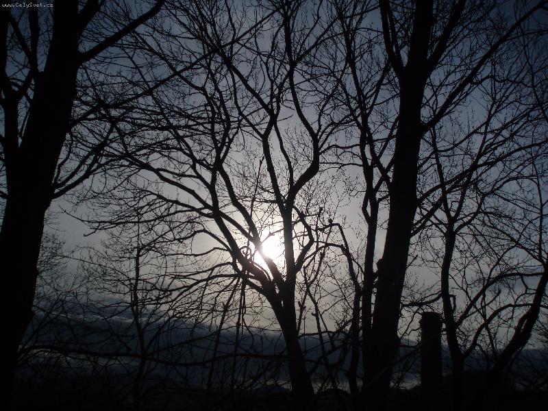 Foto: Stromy-Maj� v sob� �ivot.